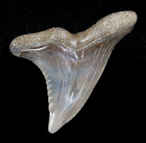 Hemipristis Shark Tooth Fossil #4162